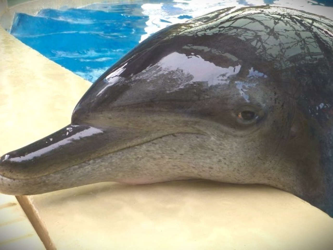 海洋公园最年长雄性海豚Molly离世 享年40岁属高龄