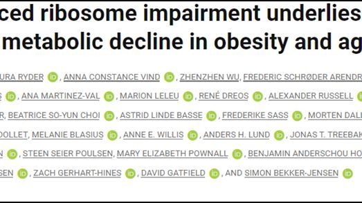 Science|移除ZAK-α 蛋白有望防止衰老和肥胖發展為脂肪肝等一系列代謝疾病