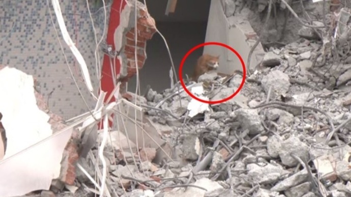 臺灣女子地震時為救貓折返大樓罹難，數天後被救橘貓走出廢墟